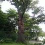 The Worshipping Oak, where the Rev. John Ward held religious services.